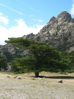 Korsika Col de Bavella verformte Bäume